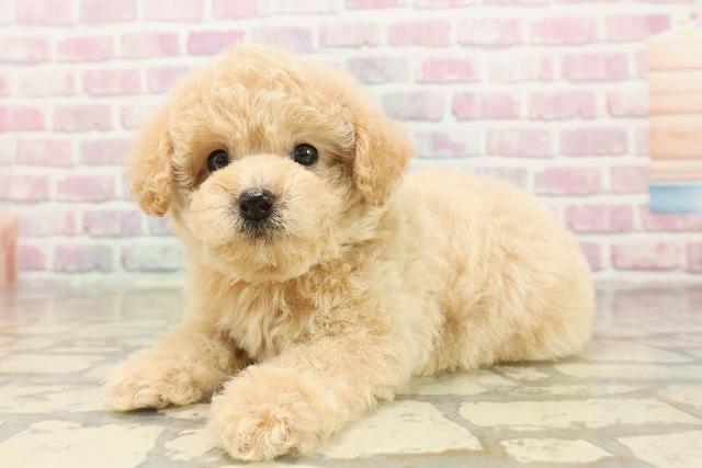 東京都のトイプードル(トイ) (Coo&RIKU阿佐ヶ谷店/2025年8月10日生まれ/女の子/クリーム)の子犬の2枚目の画像