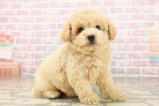 東京都のトイプードル(トイ) (Coo&RIKU阿佐ヶ谷店/2025年8月10日生まれ/女の子/クリーム)の子犬の3枚目の画像
