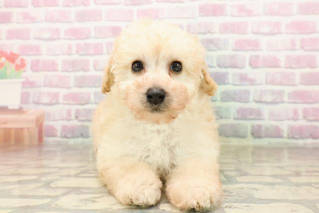 宮城県のトイプードル(トイ) (Coo&RIKU石巻店/2025年8月11日生まれ/男の子/クリーム)の子犬の1枚目の画像