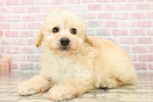 宮城県のトイプードル(トイ) (Coo&RIKU石巻店/2025年8月11日生まれ/男の子/クリーム)の子犬の2枚目の画像
