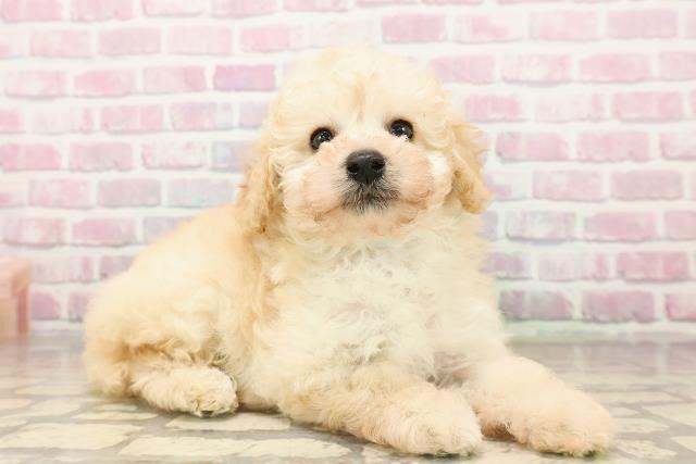 宮城県のトイプードル(トイ) (Coo&RIKU石巻店/2025年8月11日生まれ/男の子/クリーム)の子犬の3枚目の画像