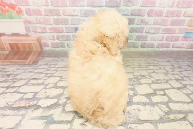 宮城県のトイプードル(トイ) (Coo&RIKU石巻店/2025年8月11日生まれ/男の子/クリーム)の子犬の4枚目の画像