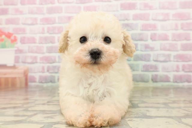 福島県のトイプードル(トイ) (Coo&RIKU会津若松店/2025年8月11日生まれ/女の子/クリーム)の子犬の1枚目の画像