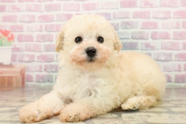 福島県のトイプードル(トイ) (Coo&RIKU会津若松店/2025年8月11日生まれ/女の子/クリーム)の子犬の2枚目の画像