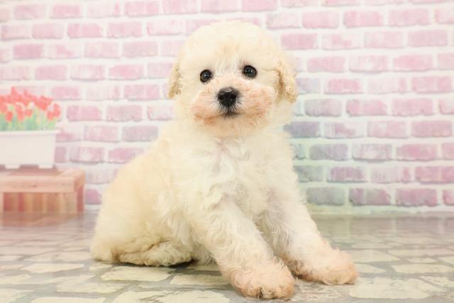 福島県のトイプードル(トイ) (Coo&RIKU会津若松店/2025年8月11日生まれ/女の子/クリーム)の子犬の3枚目の画像