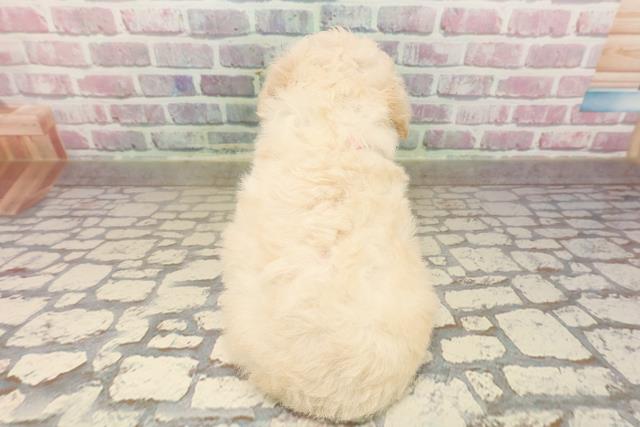福島県のトイプードル(トイ) (Coo&RIKU会津若松店/2025年8月11日生まれ/女の子/クリーム)の子犬の4枚目の画像