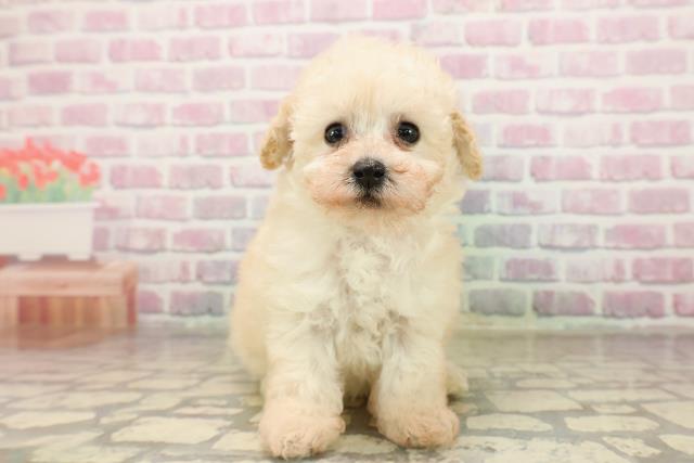 山形県のトイプードル(トイ) (Coo&RIKU山形店/2025年8月11日生まれ/女の子/クリーム)の子犬の1枚目の画像