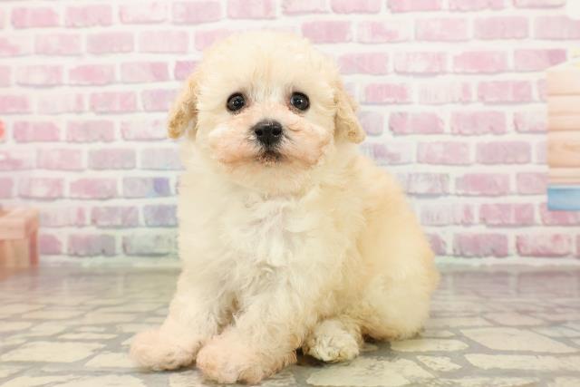 山形県のトイプードル(トイ) (Coo&RIKU山形店/2025年8月11日生まれ/女の子/クリーム)の子犬の2枚目の画像