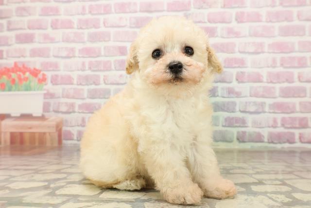 山形県のトイプードル(トイ) (Coo&RIKU山形店/2025年8月11日生まれ/女の子/クリーム)の子犬の3枚目の画像