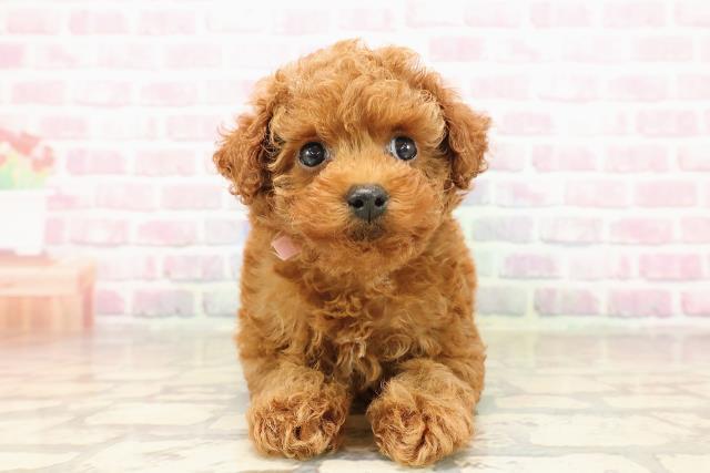 北海道のトイプードル(トイ) (Coo&RIKU北見店/2025年8月11日生まれ/女の子/レッド)の子犬