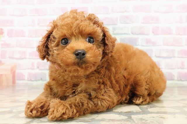 北海道のトイプードル(トイ) (Coo&RIKU北見店/2025年8月11日生まれ/女の子/レッド)の子犬の2枚目の画像