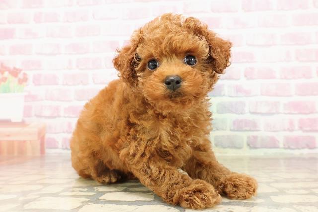 北海道のトイプードル(トイ) (Coo&RIKU北見店/2025年8月11日生まれ/女の子/レッド)の子犬の3枚目の画像