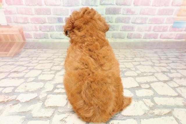 北海道のトイプードル(トイ) (Coo&RIKU北見店/2025年8月11日生まれ/女の子/レッド)の子犬の4枚目の画像