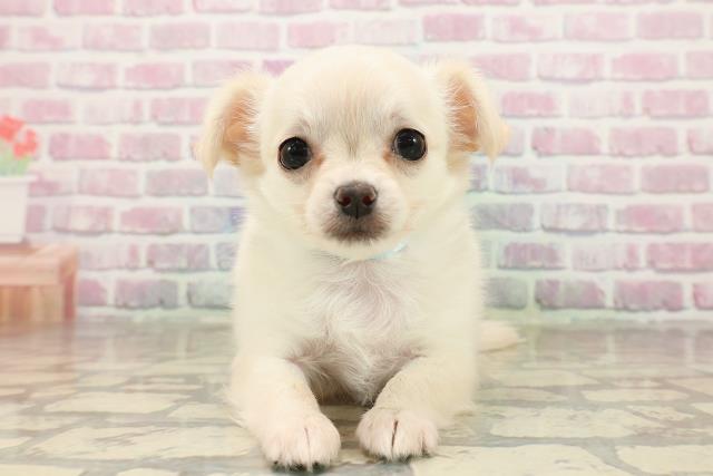 北海道のチワワ(ロング) (Coo&RIKU札幌東店/2025年8月10日生まれ/男の子/クリーム)の子犬の1枚目の画像