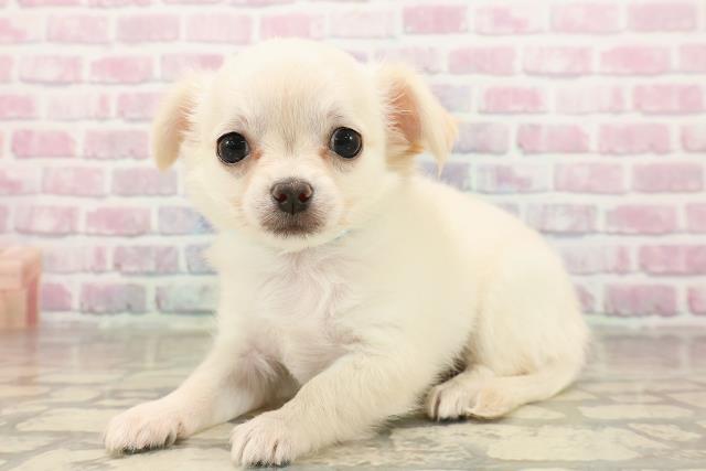 北海道のチワワ(ロング) (Coo&RIKU札幌東店/2025年8月10日生まれ/男の子/クリーム)の子犬の2枚目の画像