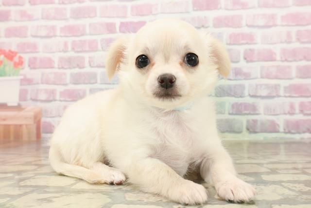 北海道のチワワ(ロング) (Coo&RIKU札幌東店/2025年8月10日生まれ/男の子/クリーム)の子犬の3枚目の画像