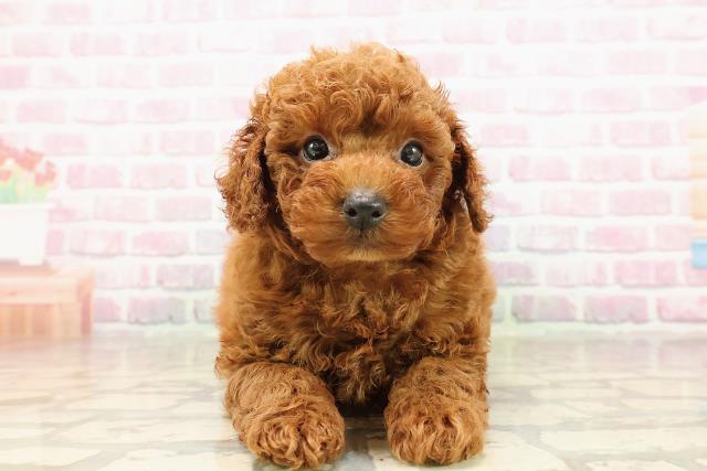 沖縄県のトイプードル(トイ) (Coo&RIKU石垣店/2025年8月11日生まれ/男の子/レッド)の子犬の1枚目の画像