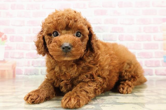沖縄県のトイプードル(トイ) (Coo&RIKU石垣店/2025年8月11日生まれ/男の子/レッド)の子犬の2枚目の画像