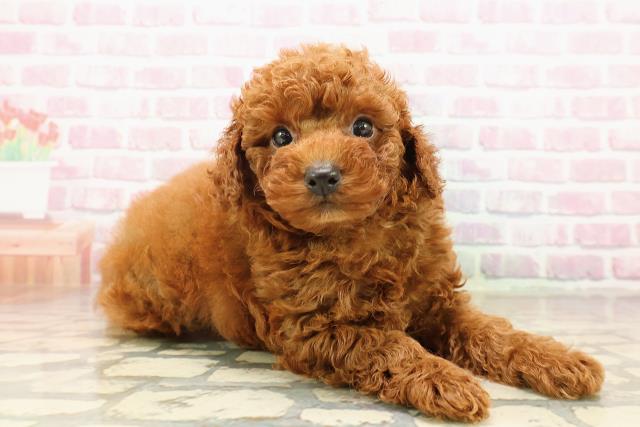 沖縄県のトイプードル(トイ) (Coo&RIKU石垣店/2025年8月11日生まれ/男の子/レッド)の子犬の3枚目の画像