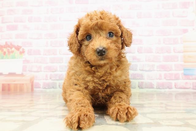 山形県のトイプードル(トイ) (Coo&RIKU山形店/2025年8月11日生まれ/男の子/レッド)の子犬の1枚目の画像