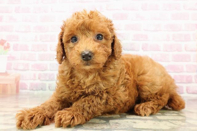 山形県のトイプードル(トイ) (Coo&RIKU山形店/2025年8月11日生まれ/男の子/レッド)の子犬の2枚目の画像
