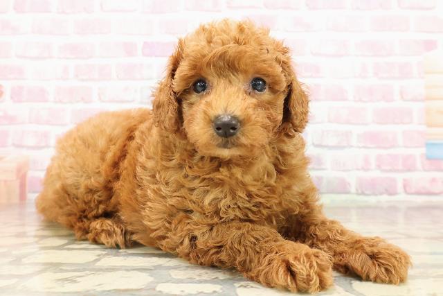 山形県のトイプードル(トイ) (Coo&RIKU山形店/2025年8月11日生まれ/男の子/レッド)の子犬の3枚目の画像