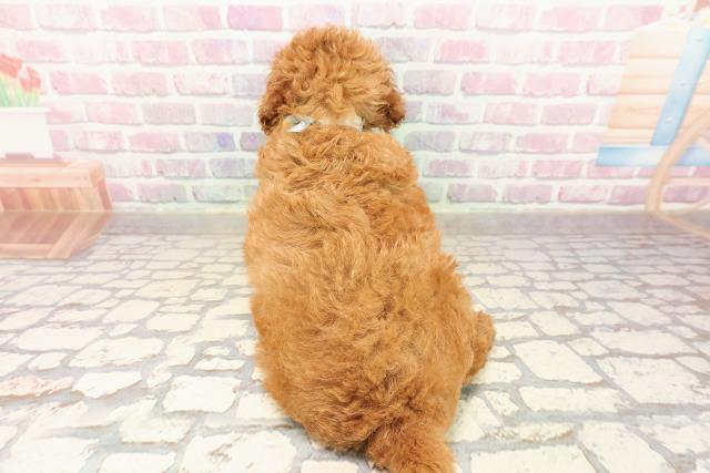山形県のトイプードル(トイ) (Coo&RIKU山形店/2025年8月11日生まれ/男の子/レッド)の子犬の4枚目の画像