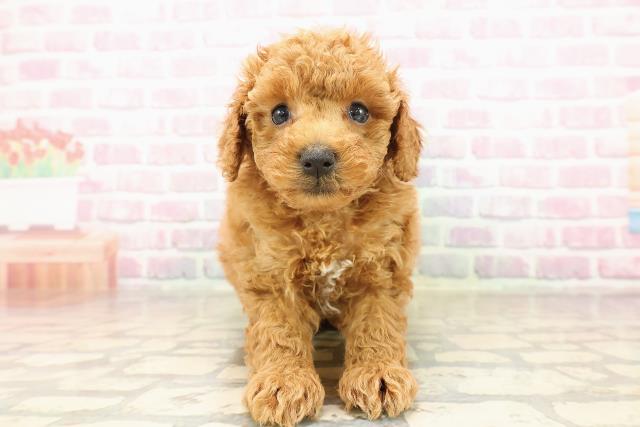 福井県のトイプードル(トイ) (Coo&RIKU福井店/2025年8月11日生まれ/男の子/レッド)の子犬の1枚目の画像