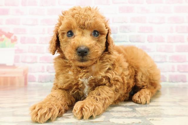 福井県のトイプードル(トイ) (Coo&RIKU福井店/2025年8月11日生まれ/男の子/レッド)の子犬の2枚目の画像