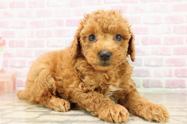 福井県のトイプードル(トイ) (Coo&RIKU福井店/2025年8月11日生まれ/男の子/レッド)の子犬の3枚目の画像