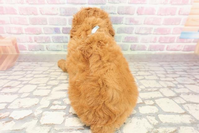 福井県のトイプードル(トイ) (Coo&RIKU福井店/2025年8月11日生まれ/男の子/レッド)の子犬の4枚目の画像