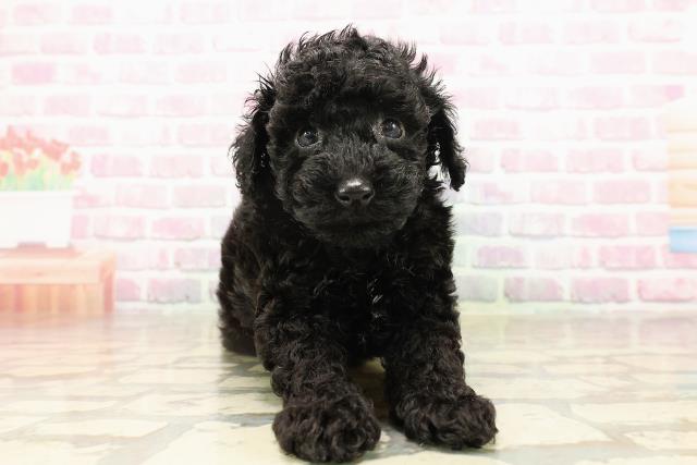 北海道のトイプードル(トイ) (Coo&RIKU旭川店/2025年8月11日生まれ/女の子/ブラック)の子犬の1枚目の画像