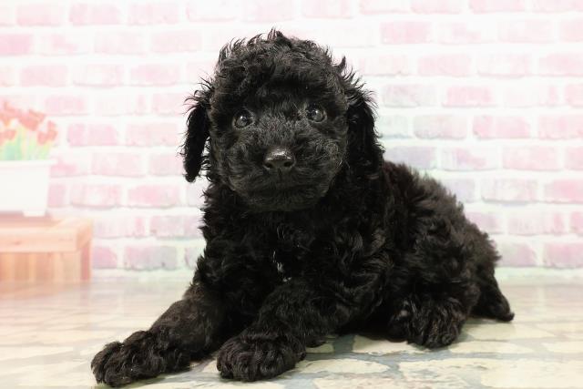 北海道のトイプードル(トイ) (Coo&RIKU旭川店/2025年8月11日生まれ/女の子/ブラック)の子犬の2枚目の画像