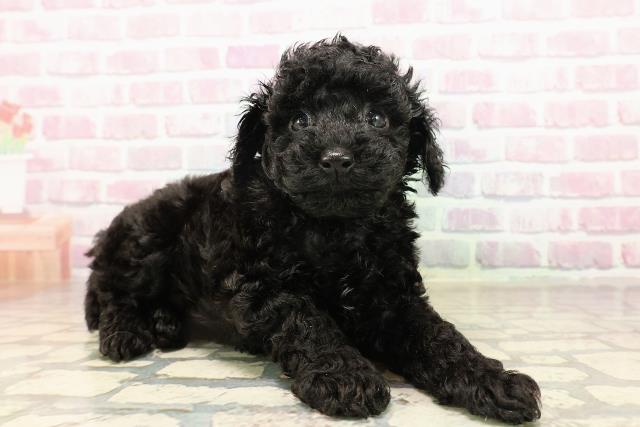 北海道のトイプードル(トイ) (Coo&RIKU旭川店/2025年8月11日生まれ/女の子/ブラック)の子犬の3枚目の画像