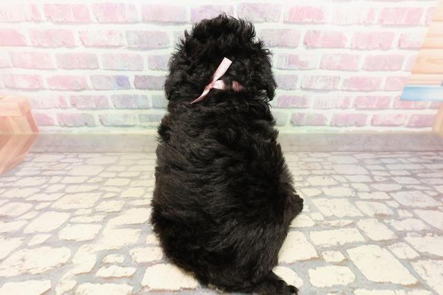 北海道のトイプードル(トイ) (Coo&RIKU旭川店/2025年8月11日生まれ/女の子/ブラック)の子犬の4枚目の画像