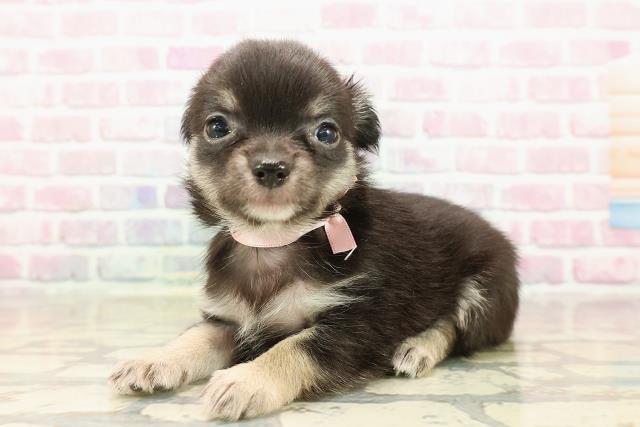 宮城県のチワワ(ロング) (Coo&RIKU仙台太白店/2025年8月11日生まれ/女の子/ブラックタン)の子犬の2枚目の画像