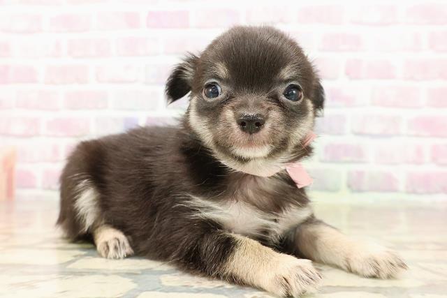 宮城県のチワワ(ロング) (Coo&RIKU仙台太白店/2025年8月11日生まれ/女の子/ブラックタン)の子犬の3枚目の画像