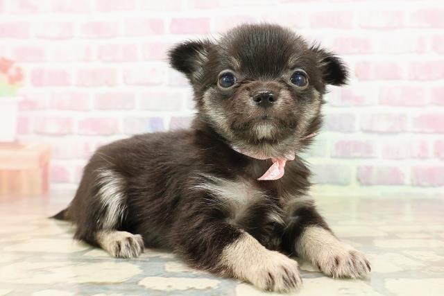 北海道のチワワ(ロング) (Coo&RIKU函館店/2025年8月11日生まれ/女の子/ブラックタン)の子犬の3枚目の画像