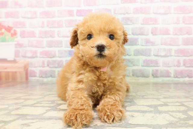 宮城県のトイプードル(トイ) (Coo&RIKU仙台太白店/2025年8月3日生まれ/女の子/アプリコット)の子犬の1枚目の画像