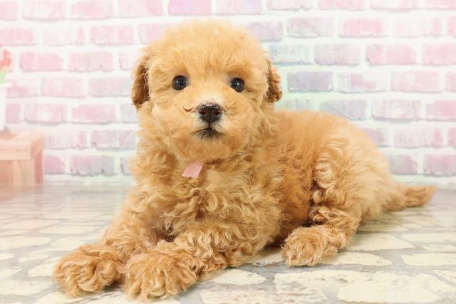 宮城県のトイプードル(トイ) (Coo&RIKU仙台太白店/2025年8月3日生まれ/女の子/アプリコット)の子犬の2枚目の画像