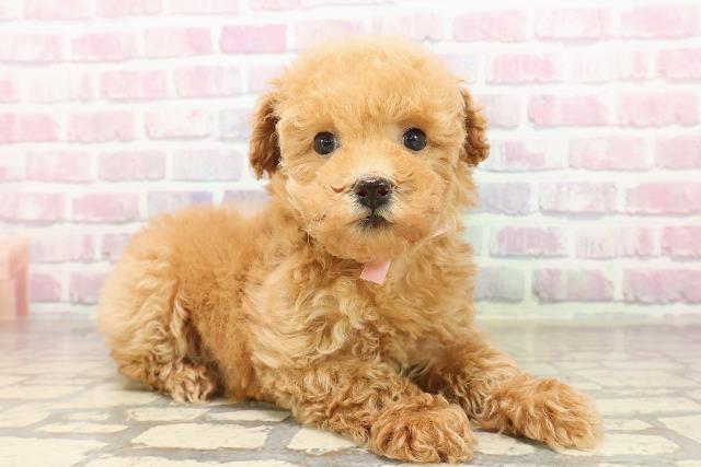 宮城県のトイプードル(トイ) (Coo&RIKU仙台太白店/2025年8月3日生まれ/女の子/アプリコット)の子犬の3枚目の画像