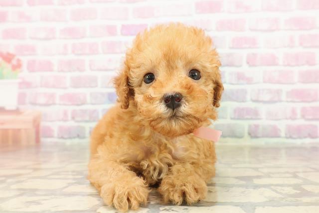 石川県のトイプードル(トイ) (Coo&RIKU金沢店/2025年8月3日生まれ/女の子/アプリコット)の子犬の1枚目の画像