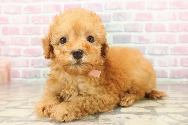 石川県のトイプードル(トイ) (Coo&RIKU金沢店/2025年8月3日生まれ/女の子/アプリコット)の子犬の2枚目の画像