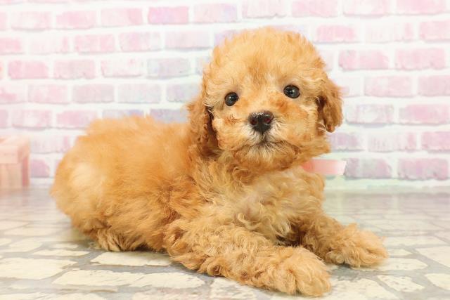 石川県のトイプードル(トイ) (Coo&RIKU金沢店/2025年8月3日生まれ/女の子/アプリコット)の子犬の3枚目の画像