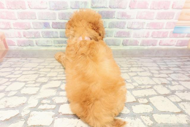 石川県のトイプードル(トイ) (Coo&RIKU金沢店/2025年8月3日生まれ/女の子/アプリコット)の子犬の4枚目の画像