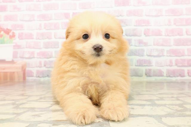 千葉県のポメプー(ポメラニアン×プードル) (Coo&RIKUコメリパワー旭店/2025年8月4日生まれ/女の子/アプリコット)の子犬