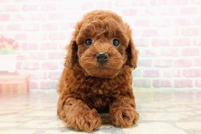 千葉県のトイプードル(トイ) (Coo&RIKU市原店/2025年8月11日生まれ/男の子/レッド)の子犬の1枚目の画像
