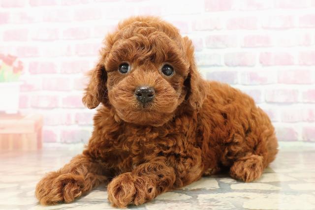 千葉県のトイプードル(トイ) (Coo&RIKU市原店/2025年8月11日生まれ/男の子/レッド)の子犬の2枚目の画像