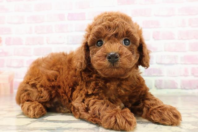 千葉県のトイプードル(トイ) (Coo&RIKU市原店/2025年8月11日生まれ/男の子/レッド)の子犬の3枚目の画像