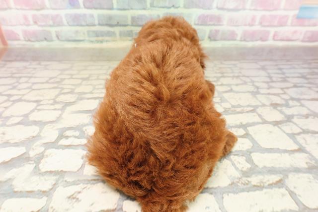 千葉県のトイプードル(トイ) (Coo&RIKU市原店/2025年8月11日生まれ/男の子/レッド)の子犬の4枚目の画像
